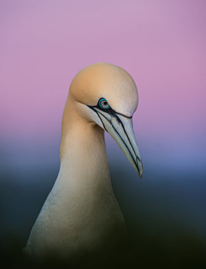 Corso di fotografia Midnuances - Uccello bianco su sfondo viola e blu